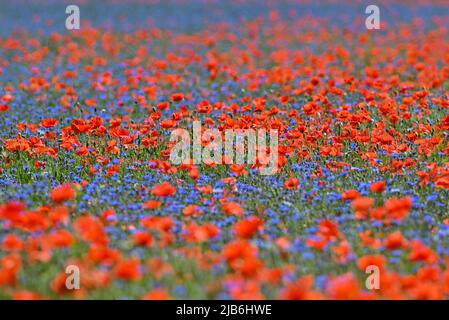 03 juin 2022, Brandebourg, Reitwein: Les pétales du pavot à maïs brillent intensément rouge avec des fleurs de maïs bleues dans un champ de l'Oderbruch. Photo: Patrick Pleul/dpa/ZB Banque D'Images