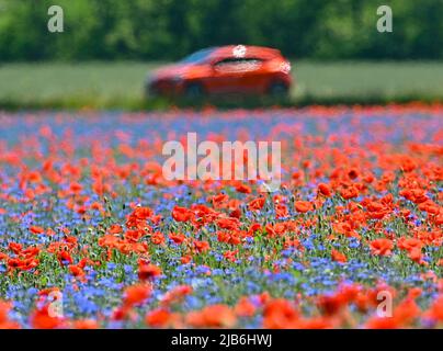 03 juin 2022, Brandebourg, Reitwein: Les pétales du pavot à maïs brillent intensément rouge avec des fleurs de maïs bleues dans un champ de l'Oderbruch. Photo: Patrick Pleul/dpa/ZB Banque D'Images