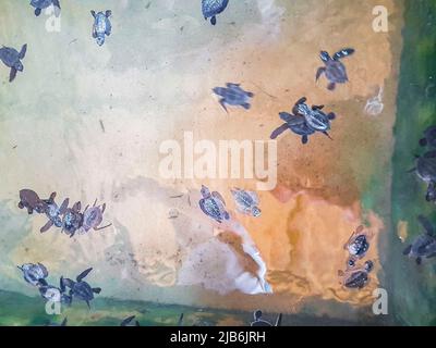 De mignons bébés de tortues noires nagent dans la piscine du Centre de conservation de la station de reproduction des tortues à Bentota Sri Lanka. Banque D'Images