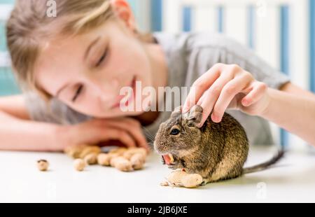 Jeune fille jouant avec l'écureuil degu Banque D'Images