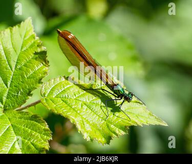 Une belle demoiselle femelle (Calopteryx virgo) à la mouche de damselfly perçant sur une feuille. Banque D'Images