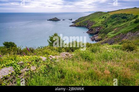 Vue sur la côte en regardant vers le sud-ouest depuis le parc de Coleton Fishacre, Devon, Royaume-Uni. MEW Stone peut être vu de l'autre côté de la baie. Banque D'Images