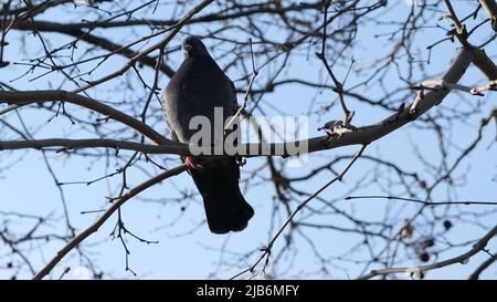 Le pigeon seul s'assoit sur une branche avec un fond bleu de bokeh de ciel. Banque D'Images