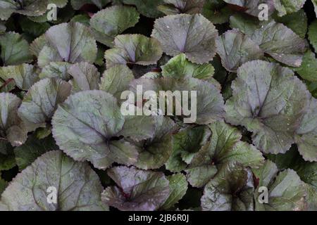 Ligularia dentata 'Britt-Marie Crawford'. Banque D'Images