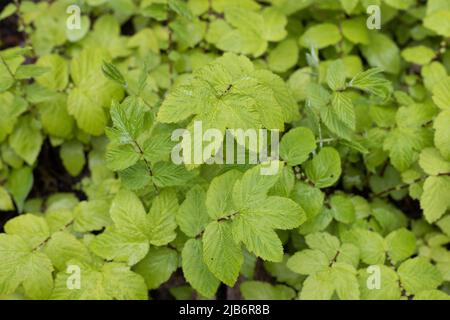 Filipendula ulmaria 'Aurea'. Banque D'Images