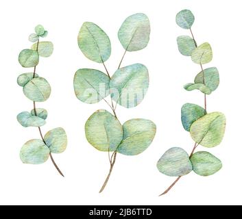 Branches d'eucalyptus aquarelle. Illustration aquarelle dessinée à la main. Éléments décoratifs. Banque D'Images