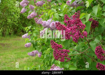 Temps de floraison du lilas au printemps en mai. Fleuris magnifiques au printemps. Une vue en gros plan de lilas avec des fleurs dans le rose foncé et l Banque D'Images