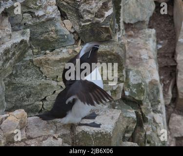 Razorbill sur les falaises de Flamborough Head. Banque D'Images