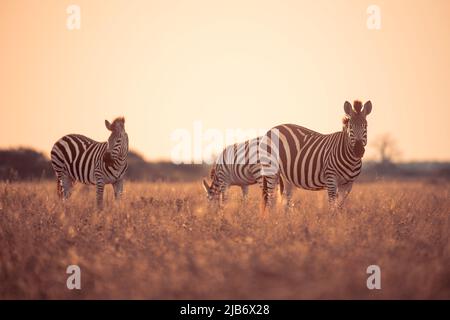 zebra dans Kalahari Botswana face à la caméra Banque D'Images