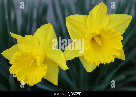 Deux jonquilles jaunes aux pétales délicats et aux feuilles vertes, jonquilles en fleurs dans le jardin, fleurs de printemps jaunes macro, beauté dans la nature, flore Banque D'Images