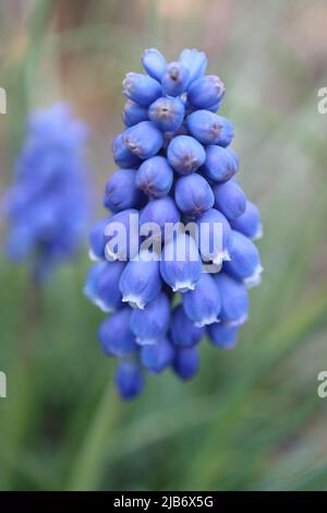 Jacinthe de raisin bleu avec pétales doux et feuilles vertes , Muscari en fleur dans le jardin, fleurs de printemps bleues, macro de jacinthe de raisin bleu, photo florale, Banque D'Images