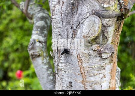 Une merveilleuse abeille en bois bleu travaille sur le tronc d'un vieux arbre. Banque D'Images