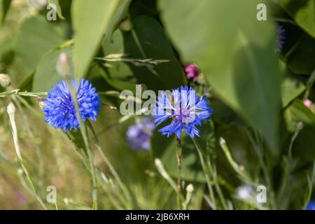 Fleur de maïs bleue dans le jardin Banque D'Images