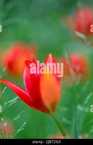 Petits tulipes rouges poussant dans un environnement naturel Banque D'Images