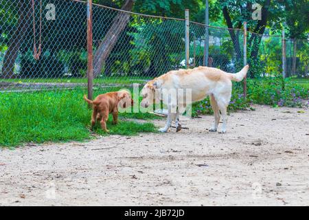 Vieux chiens et trois mois chiot chien-cocker spaniel jouant dans un terrain de jeu sale typique, Varna, Bulgarie Banque D'Images