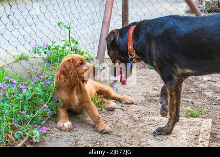 Vieux chiens et trois mois chiot chien-cocker spaniel jouant dans un terrain de jeu sale typique, Varna, Bulgarie Banque D'Images
