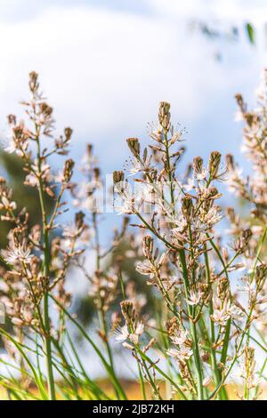 Asphodelus albus, communément appelé asphodel à fleurs blanches, est une plante herbacée vivace. Photo de haute qualité Banque D'Images