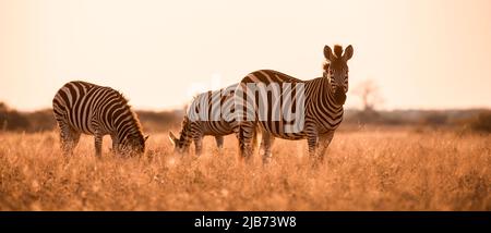 zebra dans Kalahari Botswana face à la caméra Banque D'Images