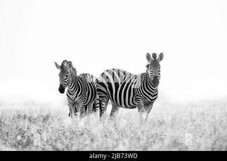 zebra dans Kalahari Botswana face à la caméra Banque D'Images