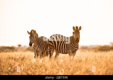 zebra dans Kalahari Botswana face à la caméra Banque D'Images