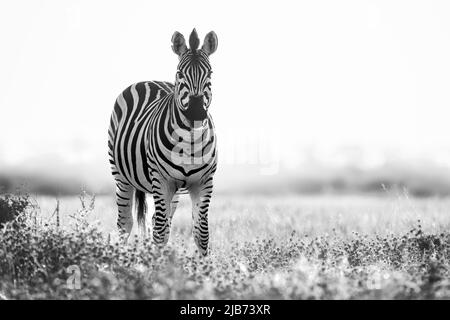 zebra dans Kalahari Botswana face à la caméra Banque D'Images