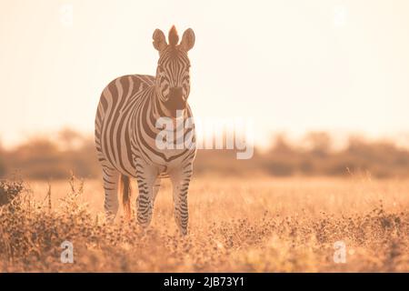 zebra dans Kalahari Botswana face à la caméra Banque D'Images