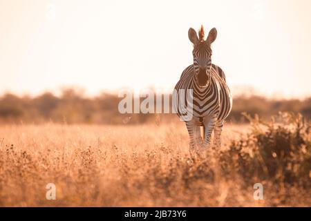 zebra dans Kalahari Botswana face à la caméra Banque D'Images