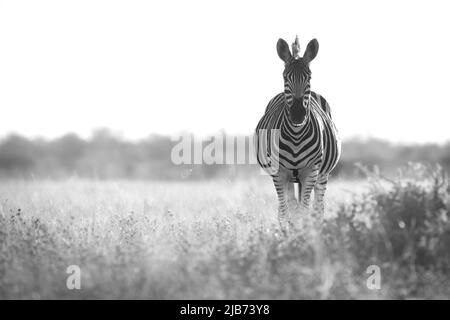 zebra dans Kalahari Botswana face à la caméra Banque D'Images