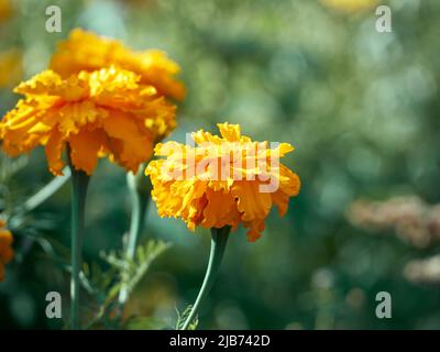 Tagetes erecta plante ornementale et médicinale aux fleurs orange et jaune. Banque D'Images