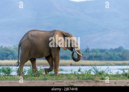 Manger des éléphants sur la rive du fleuve zambèze dans le parc national de Mana pools au Zimbabwe, avec l'escarpement du zambèze en arrière-plan Banque D'Images