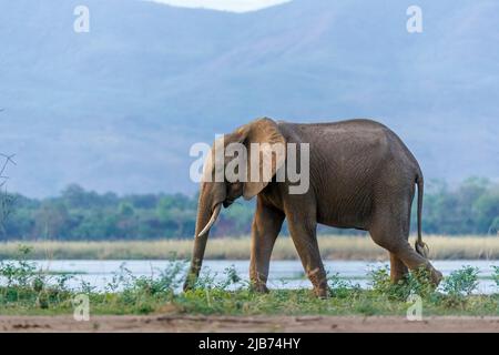 Manger des éléphants sur la rive du fleuve zambèze dans le parc national de Mana pools au Zimbabwe, avec l'escarpement du zambèze en arrière-plan Banque D'Images