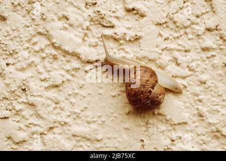 Escargot de jardin brun rampant lentement sur un mur texturé de couleur beige Banque D'Images