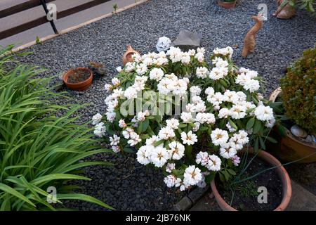Fleurs blanches de rhododendron avec des feuilles vertes Banque D'Images