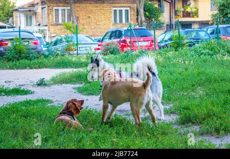 Chiens de chiots - caniels de coq, labrador, husky jouant dans un terrain de jeu sale typique Banque D'Images