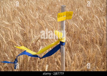 ISRAËL, agriculture, champ de blé avec marquage de couleur dans les clors du pavillon ukrainien, Israël dépend de 50% des importations de nourriture de l'étranger / ISRAËL, Accurbau, Weizenfeld mit Farbmarcierung in Farben der Ukrainischen Flagge, Israel hängt von 50% von Nahrungsmittelimporten ab Banque D'Images