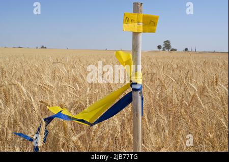 ISRAËL, agriculture, champ de blé avec marquage de couleur dans les clors du pavillon ukrainien, Israël dépend de 50% des importations de nourriture de l'étranger / ISRAËL, Accurbau, Weizenfeld mit Farbmarcierung in Farben der Ukrainischen Flagge, Israel hängt von 50% von Nahrungsmittelimporten ab Banque D'Images