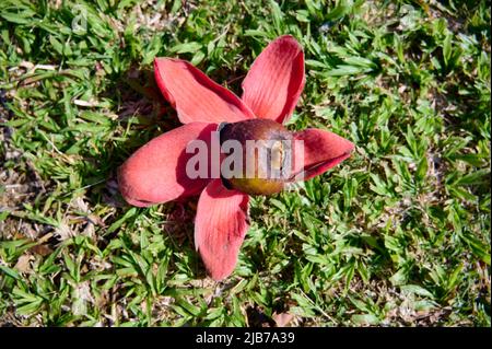 Tombé dans l'herbe des fleurs rouges de la treeBombax Ceiba Blooms la Bombax Ceiba Lat. - Bombax ceiba ou cotton Tree sur la Mer Morte Banque D'Images