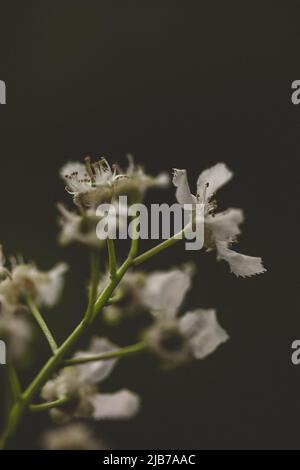 Gros plan d'une fleur blanche sur fond noir. Photographie de printemps macro. Banque D'Images