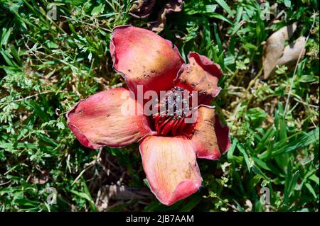 Tombé dans l'herbe des fleurs rouges de la treeBombax Ceiba Blooms la Bombax Ceiba Lat. - Bombax ceiba ou cotton Tree sur la Mer Morte Banque D'Images