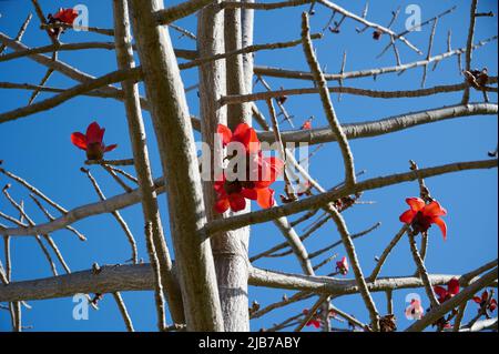 Belles fleurs rouges sur l'arbre Bombax Ceiba Blooms le Bombax Ceiba Lat. - Bombax ceiba ou cotton Tree sur la Mer Morte Banque D'Images