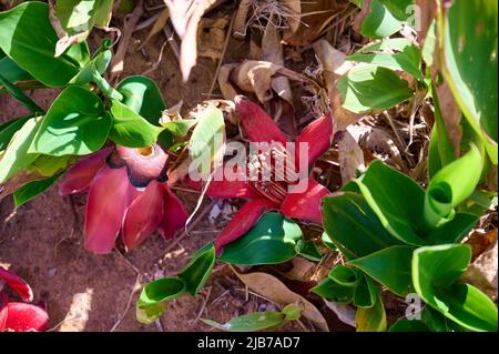 Tombé dans l'herbe des fleurs rouges de la treeBombax Ceiba Blooms la Bombax Ceiba Lat. - Bombax ceiba ou cotton Tree sur la Mer Morte Banque D'Images