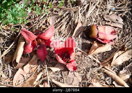 Tombé dans l'herbe des fleurs rouges de la treeBombax Ceiba Blooms la Bombax Ceiba Lat. - Bombax ceiba ou cotton Tree sur la Mer Morte Banque D'Images