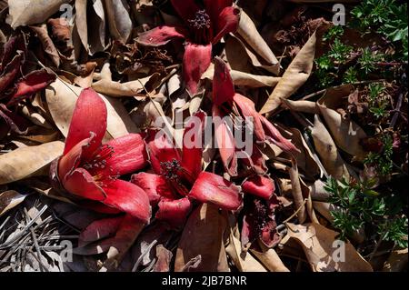 Tombé dans l'herbe des fleurs rouges de la treeBombax Ceiba Blooms la Bombax Ceiba Lat. - Bombax ceiba ou cotton Tree sur la Mer Morte Banque D'Images