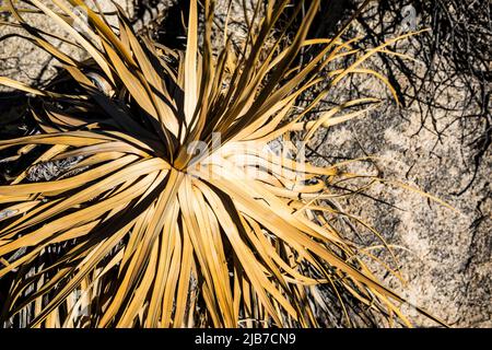 Une plante du siècle morte ou en train de mourir dans le parc national de Joshua Tree, région de Wonderland of Rocks. Banque D'Images