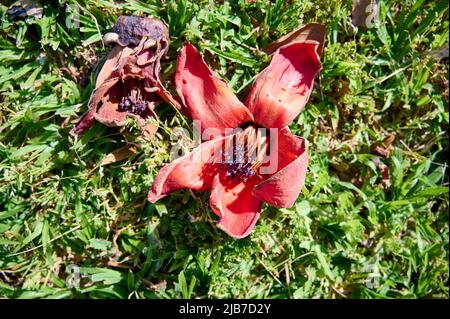 Tombé dans l'herbe des fleurs rouges de la treeBombax Ceiba Blooms la Bombax Ceiba Lat. - Bombax ceiba ou cotton Tree sur la Mer Morte Banque D'Images