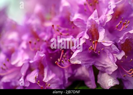 Gros plan de fleurs aux pétales roses ou violets scintillantes. Fleurs vues dans le Kent, au Royaume-Uni au printemps. Banque D'Images