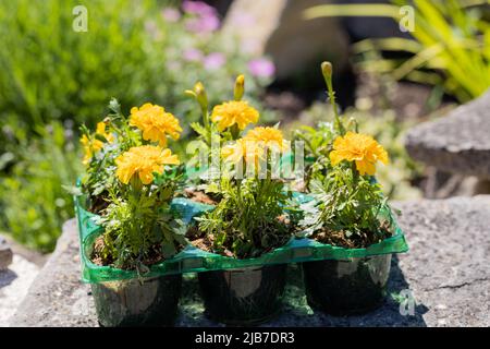 Plateau de fleurs de marigold français, Tagetes patula Banque D'Images