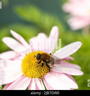 Merodon equestris, Narcisse bulbe se nourrissant de mouches sur les fleurs de Tanacetum coccineum laurin, Bournemouth, Angleterre Banque D'Images