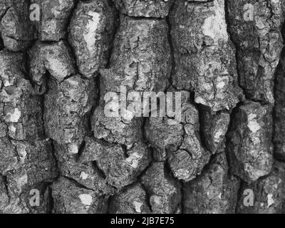 Texture de l'écorce de l'arbre, macrophoto. Image plein cadre de l'écorce de l'arbre, arrière-plan. Noir et blanc Banque D'Images