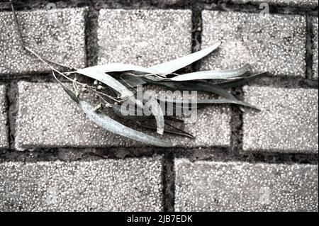 Feuilles tombées. Les feuilles d'eucalyptus et de chêne soyeux forment un motif aléatoire sur le sol. Vue de dessus Banque D'Images